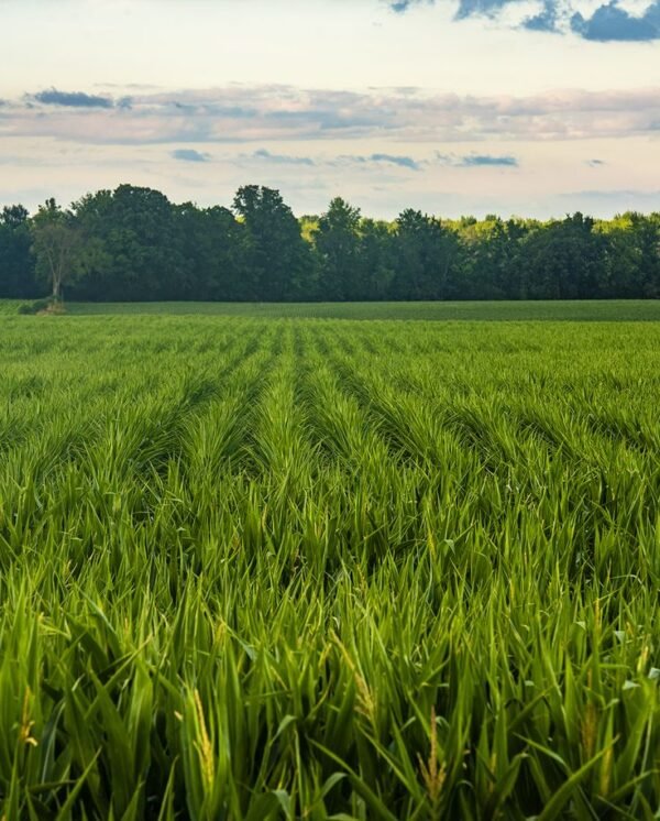 farm farm